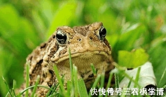 蟾衣|农村有一种动物, 农民们看到都要绕着走, 但却全身都是宝贝!