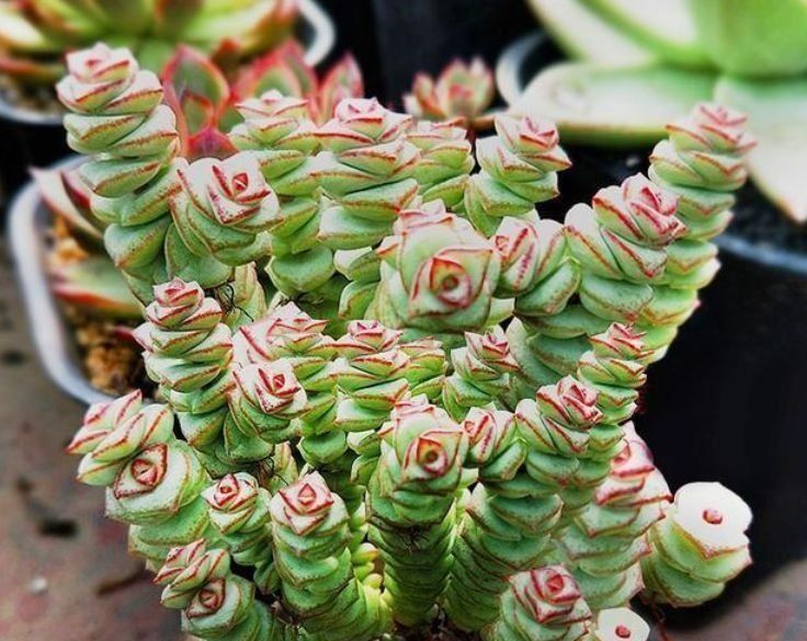 4种花号称有钱花,福运财运滚滚来,养在哪里都爆盆!早看早知道