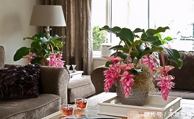  宝莲灯|送朋友一盆300块钱的花，结果被退回来了，一周成光杆，太难养了