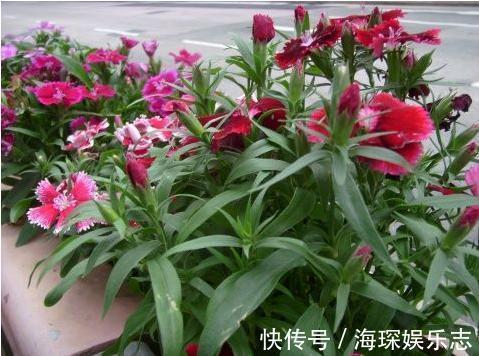 gt|7种“有益花”,养在家里身体好,清新空气病菌少,你家还没养