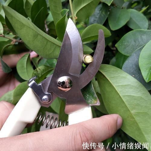 修剪工作不能等,这几种花立秋就修剪,开花更多生长旺