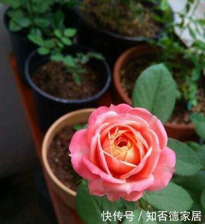 这五种花儿，一个枝条就能种，爬藤爬满墙，开花又多又漂亮