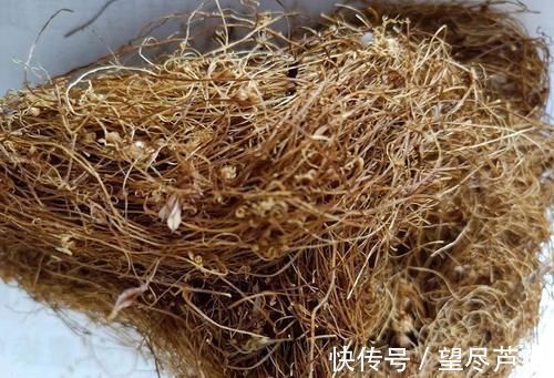 若在大豆上见到这野草，别手软，赶紧采摘回家，它种子价值很高