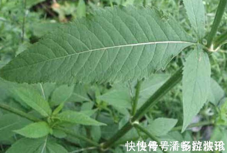 药丸&古人称川断为续断是有原因的,它来自一段传奇故事