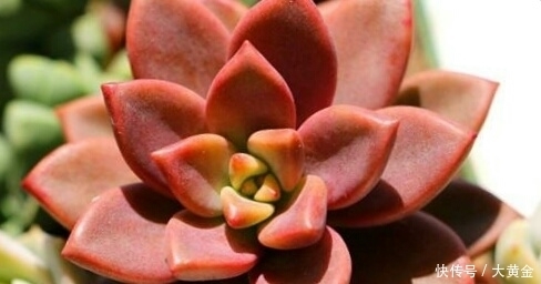 安全度|多肉度夏难?选择这些多肉植物准没错,安全度夏无压力!不要错过