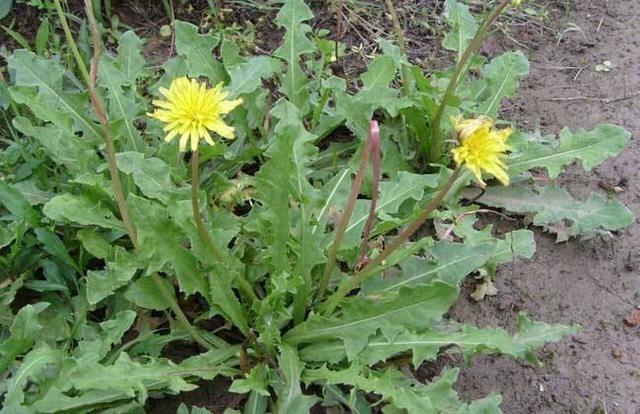 猪肝|春天来了!两件大事必须要做好,比什么都重要,增强免疫力不生病