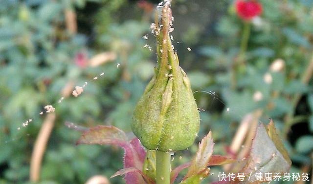 月季红蜘蛛不用药也能治家有小孩不用药,红蜘蛛全部死翘翘!