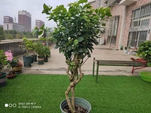 天下第一香,茉莉老树桩,轻松养成茉莉树,高端典雅大盆景