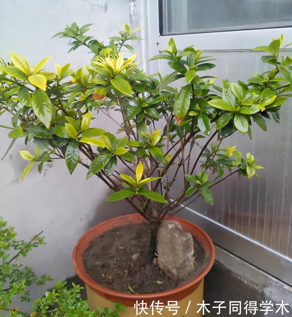 花朵|夏季养栀子花,做好3点,不黄叶不掉苞,花朵大又芳香