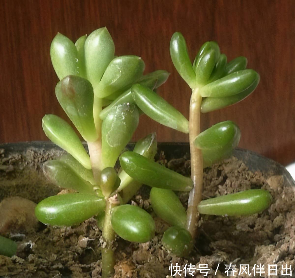 冬天养多肉,3个“不小心”,个个“徒成狗”?砍头才是硬道理