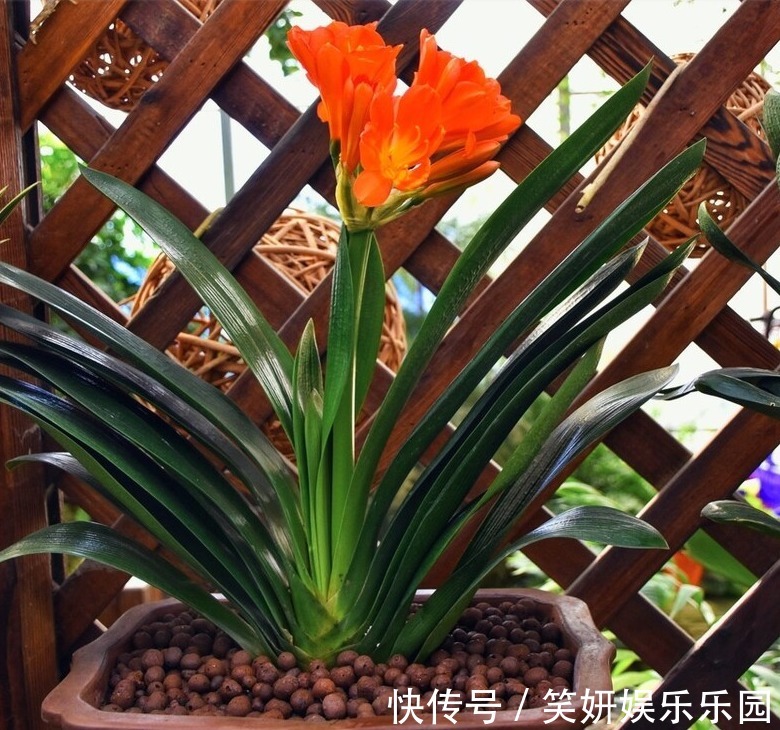 “春不出，夏不晒，秋不干，冬不湿”，君子兰的四季莳养