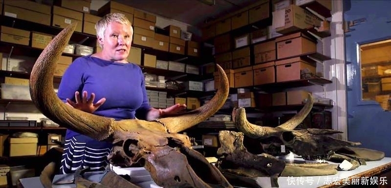基因|纳粹掌握了基因改良技术?史前巨型野牛复活计划居然成功了