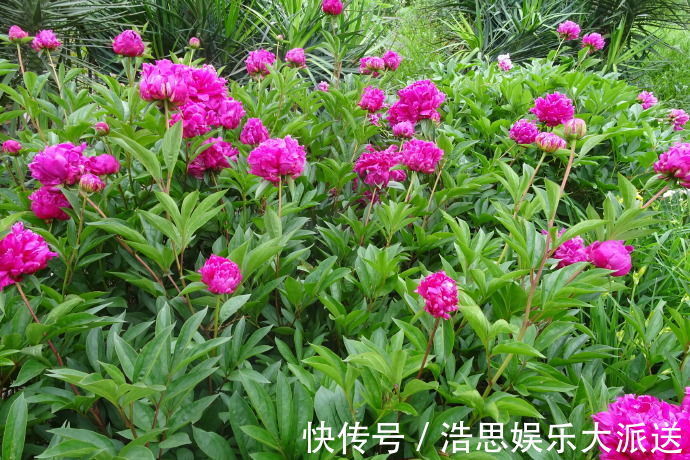菊花|喜欢菊花,不如养盆“稀世牡丹”日本红,花色艳丽,红艳欲滴!