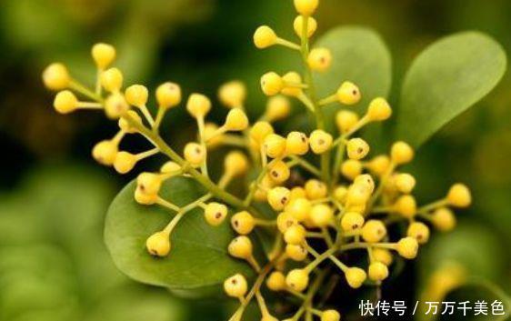 家有小院就此几款花,花姿妖娆,花开香飘溢满屋