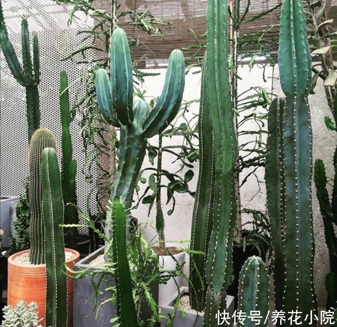 漂亮花|量天尺这样养，能长3米多高，还能开漂亮花