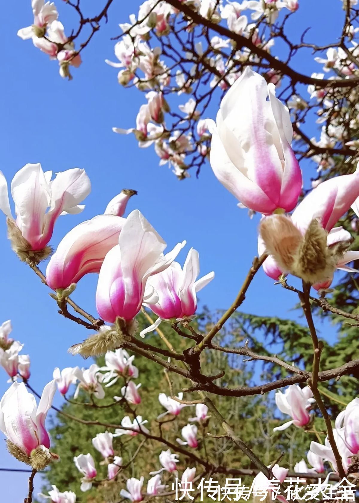 古代|古人喜欢的花,一直传承至今,每一种都超有气质