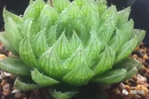 多肉樱水晶怎么授粉