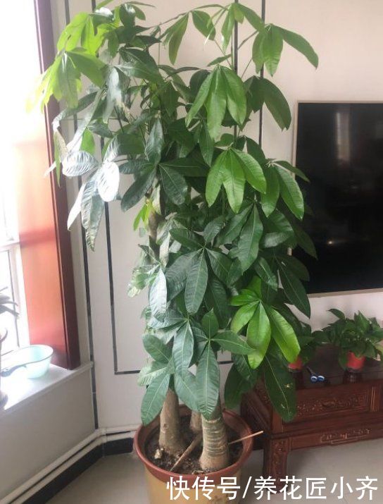 硫酸亚铁|养发财树有“4大忌”，轻则会黄叶，重则会烂根
