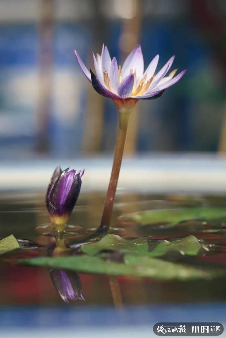 三潭印月|美炸了!三潭印月睡莲中的“大姐大”王莲,开了今年的第一朵花