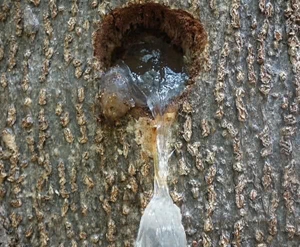 常吃|皱纹“最怕”的几种食物, 女人要常吃, 每一口都是满满的胶原蛋白