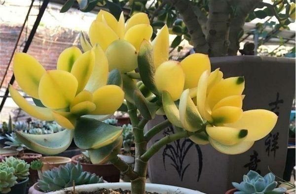 多肉中的“老寿星”，越老越值钱，养成大树可镇宅可传家！