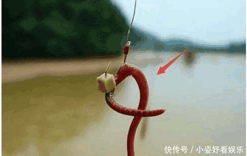 钓鱼|蚯蚓钓鱼还空军 三个绝技让你分分钟渔获翻倍