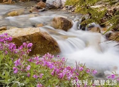 清新|杨万里的两首绝句,清新朴实,美如画卷,更令人百读不厌