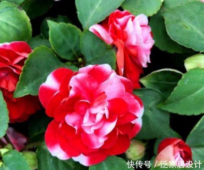 阳台养花试试此4款植物，比绿萝好养，比君子兰漂亮，超美的