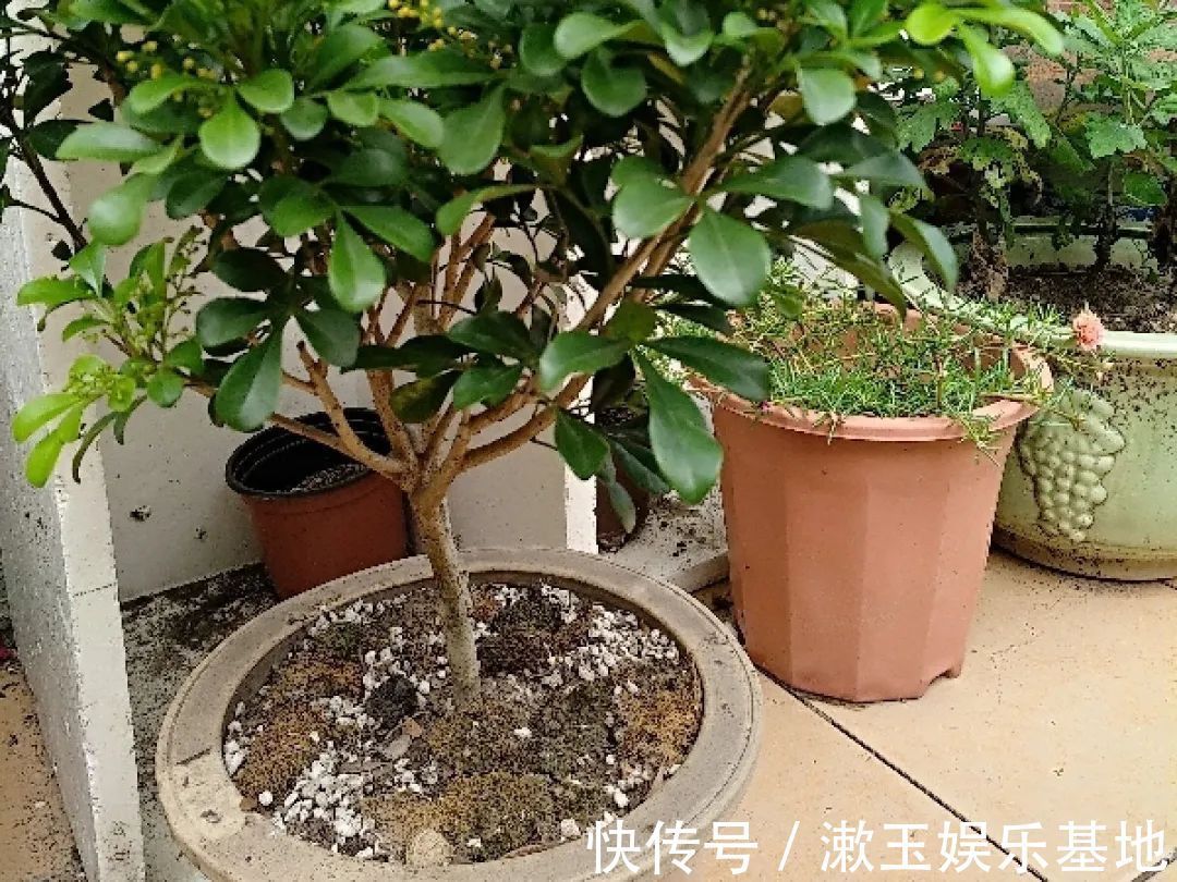 酸性|10种花爱喝醋,浇水加点酸,叶子油亮爱开花!