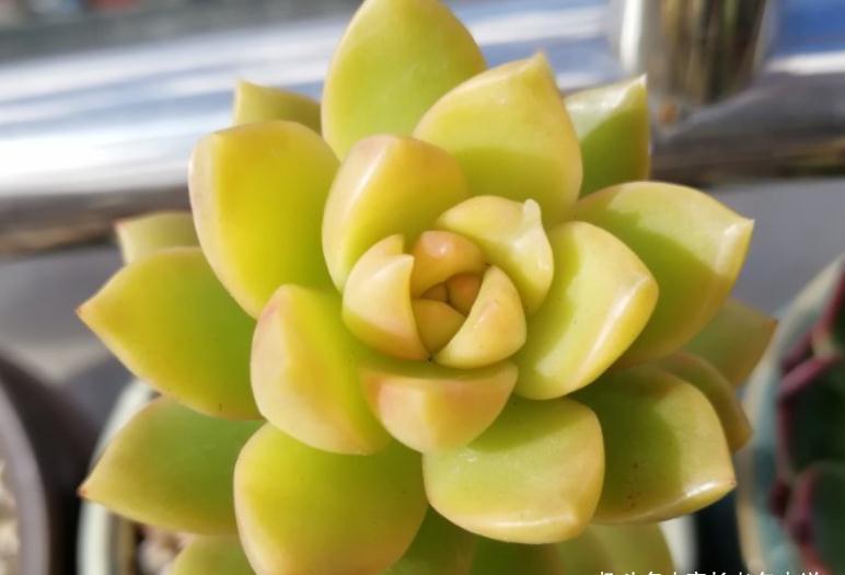 多肉黄丽和布丁本是同根生,奈何一个已无人问津,一个则深得民心