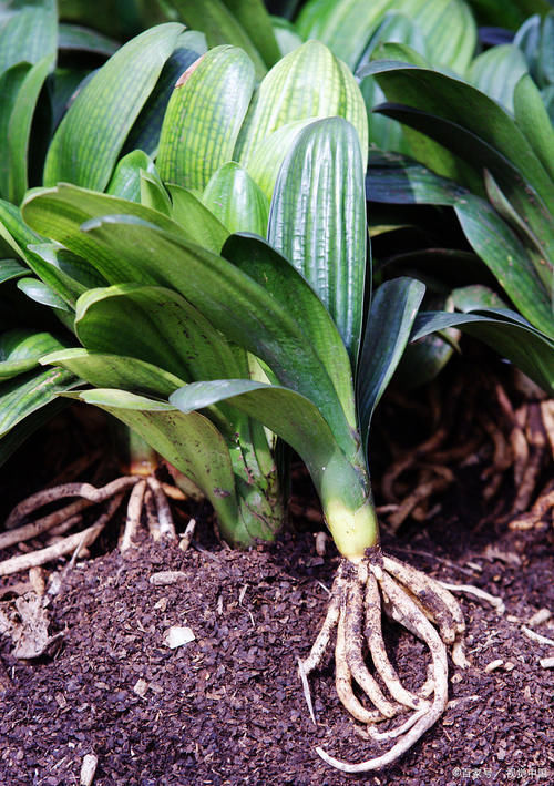 怕水的“5种花”，再喜欢也别乱浇水，浇“错”就烂根黄叶