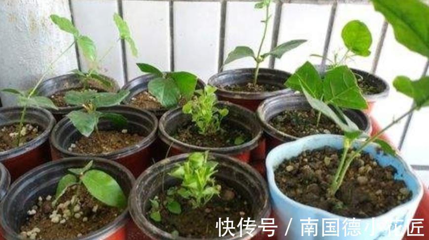 秋天|9月适合扦插繁殖，6种花容易生根，插上就能成活