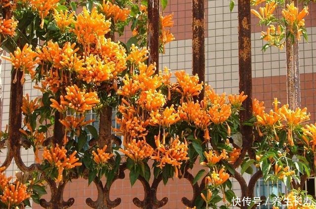 一种花,喜庆好养、易繁殖,开花鲜艳夺目,一次能开1000朵!