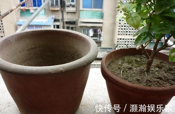 茉莉花开花少，这不是问题，教你几招，花枝都是花苞