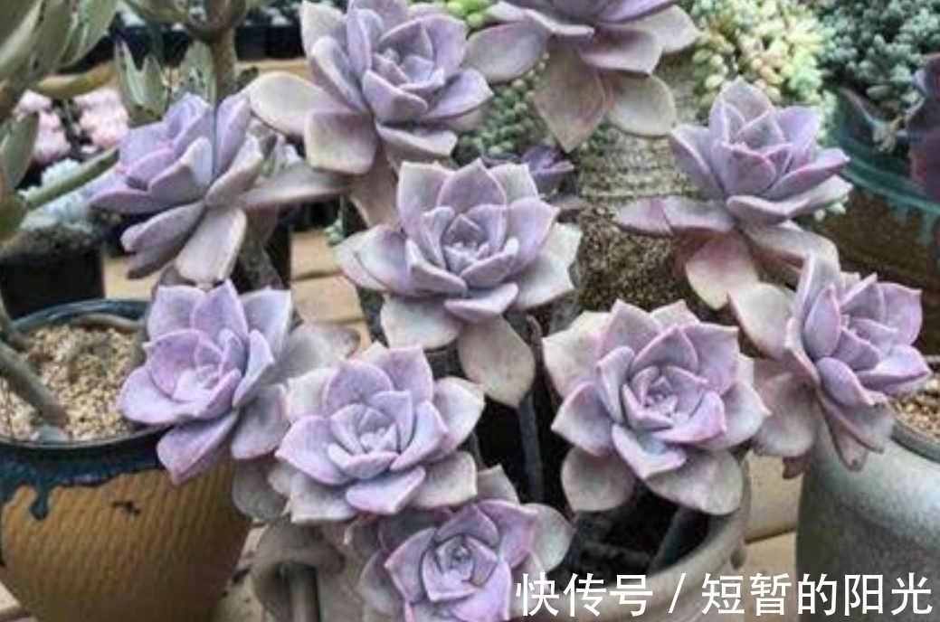 6种普通多肉,好养又漂亮,很容易养成老桩盆景