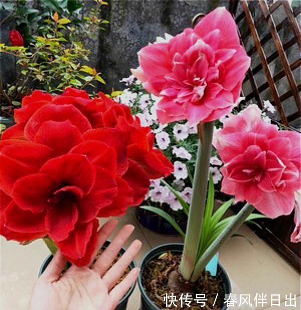 朱顶红|天气转凉,不要错过6种花,全都是喜温凉的“开花小能手”