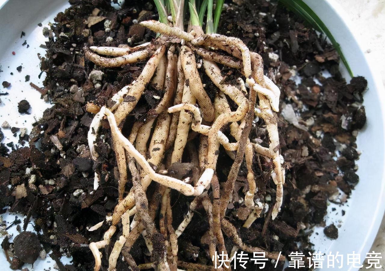 种兰花不做这3个步骤,养上3年还是白搭,赶紧改变,春节看花