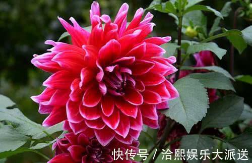 养护|它是“大花王”，开花如盆，花色美艳，养护简单，值得养一盆！