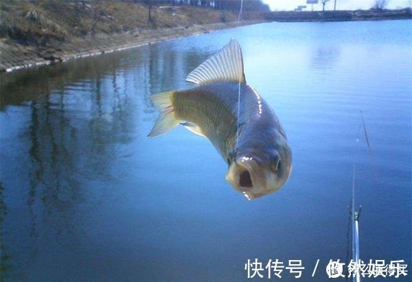 饵料|蚯蚓被誉为“万能饵料”,这些细节却常被忽略,爱钓鱼的你别错过