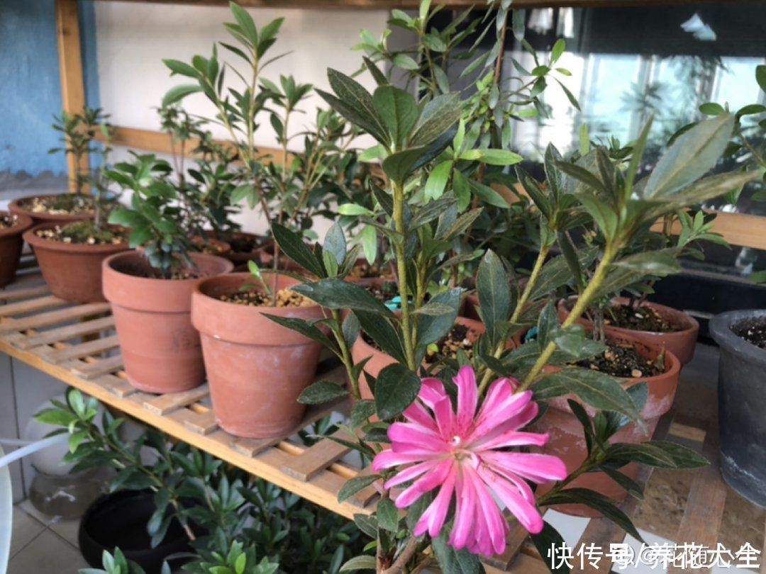 天热|养花换个方法,长得更旺,养花杀手必看