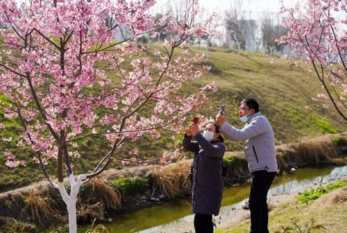 中年|丽水出现“樱花大道”,就在市区好溪路,赶紧出发去打卡