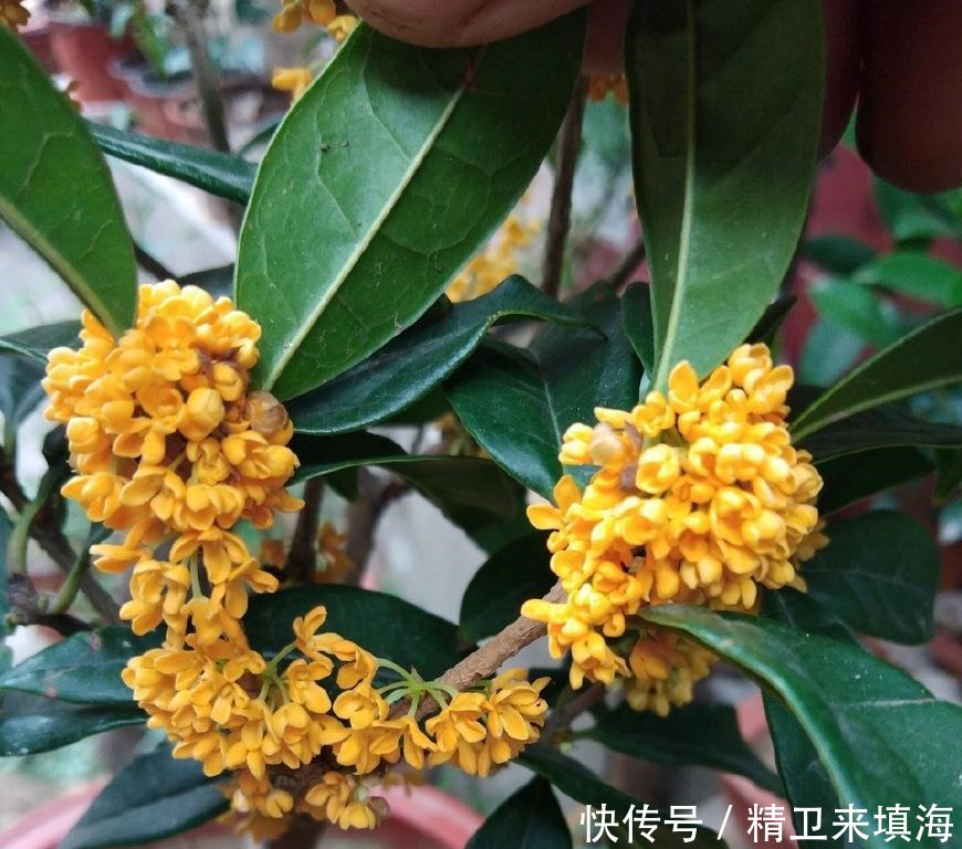 扦插|家养桂花出“贵子”,教你用“1根”枝条,30天养成桂花盆栽!