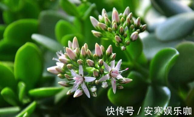 养花高手,能把普通的植物“养开花”,比如虎皮兰、富贵竹、玉树