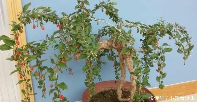 树桩|盆景不用买,野外3种常见树桩,做成盆景造型优美