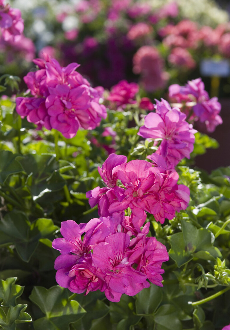 扦插|邻居的院子夏日几乎没“蚊虫”,原来是因为养了3种花,我也要养