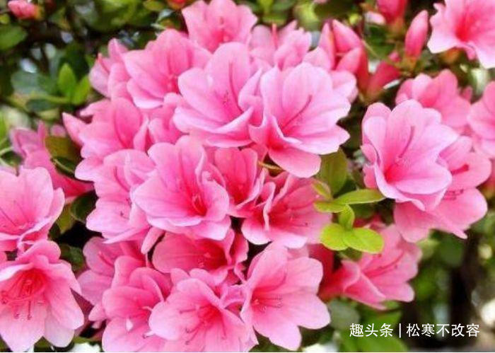 几种花漂亮又好养,从春天一直开到冬天,雍容华贵,养护简单!