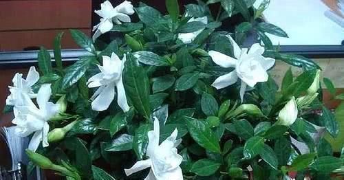 橘子皮|淘米水浇花,用不好的还会伤花,教你一招变成“神仙水”,养啥都旺