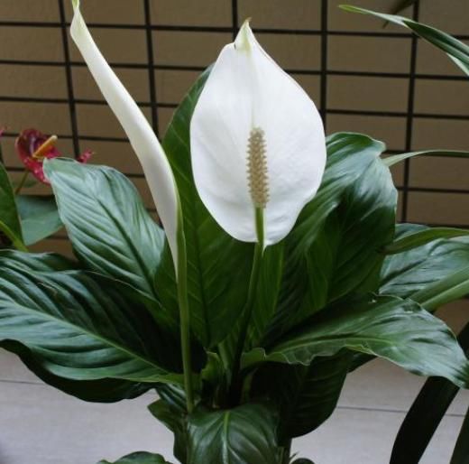 有3种植物“最环保”，都是制氧高手，还十分美丽，不妨回家养1盆