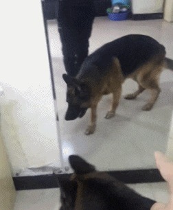 |搞笑GIF趣图: 吓我一跳,其实我第一眼没看出来