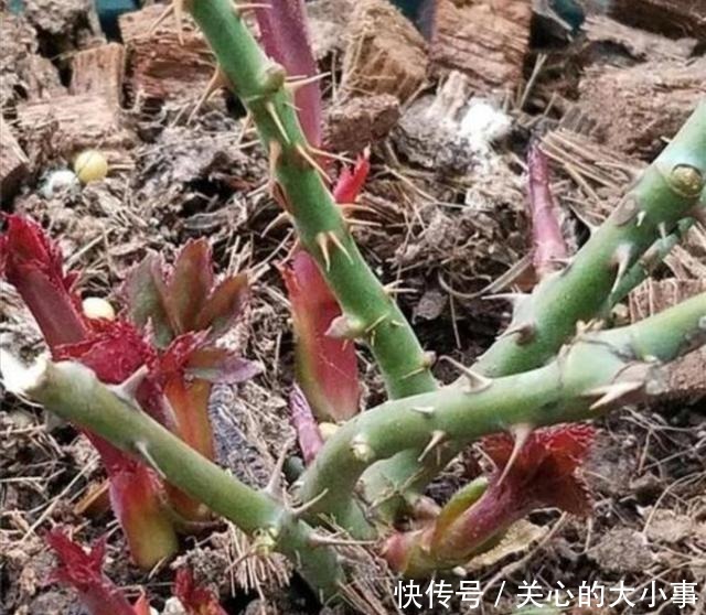 家里月季“睡醒了”,需要给它做“几件事”,才能长得旺,开花多!